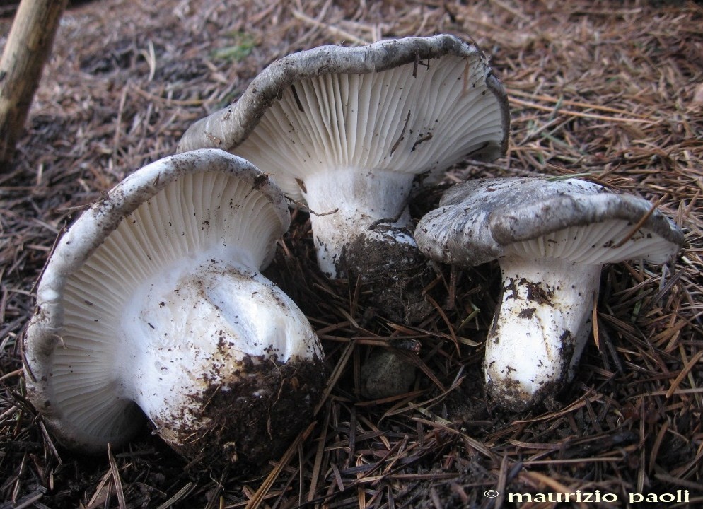 Ci siamo quasi.....(Hygrophorus marzuolus)